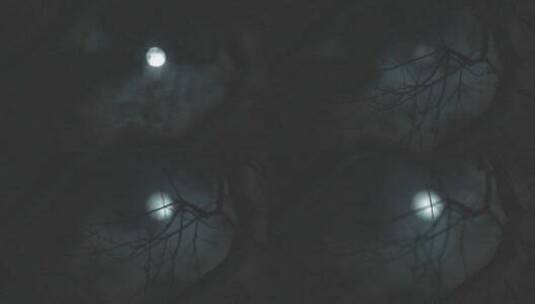 4K夜晚树梢上的月亮散发皎洁的月光高清在线视频素材下载