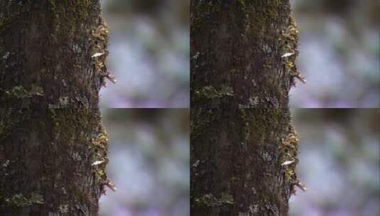 云南香格里拉树上的小鸟高清在线视频素材下载