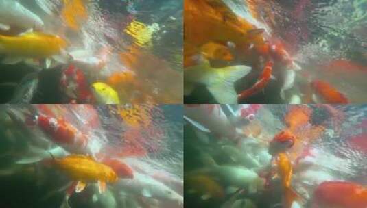 池塘里游泳的锦鲤鱼高清在线视频素材下载