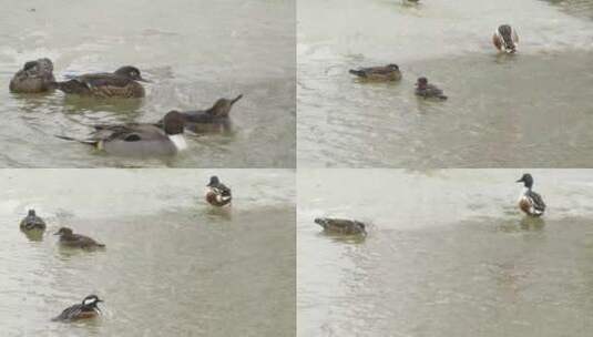 水中的鸭子高清在线视频素材下载