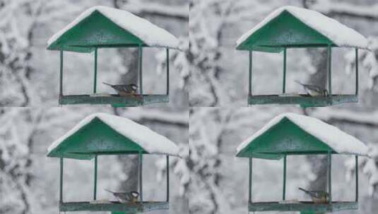 小鸟在雪地中觅食高清在线视频素材下载