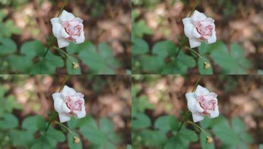 月季花特写镜头高清在线视频素材下载