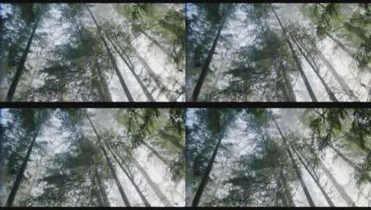 春天森林水面雾气升格镜头高清在线视频素材下载