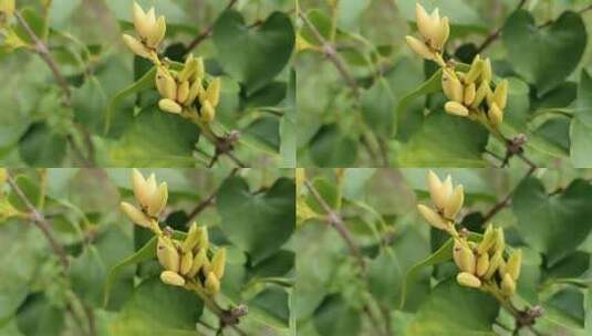 紫荆花花蕾高清在线视频素材下载