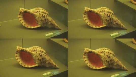 海洋生物贝壳海螺贝类标本高清在线视频素材下载