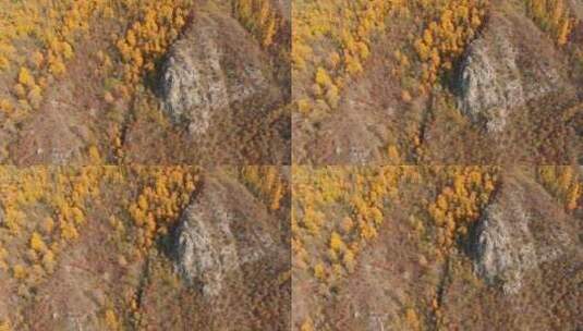 海东市 乐都区 北山林场 秋景 航拍高清在线视频素材下载