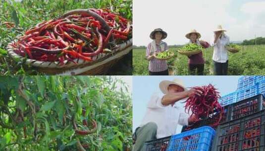 辣椒种植基地高清在线视频素材下载