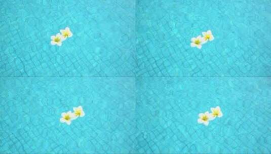 蓝色泳池上的两朵白色鸡蛋花。概念高清在线视频素材下载