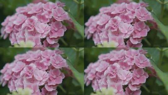 粉红色的绣球花 (2)高清在线视频素材下载
