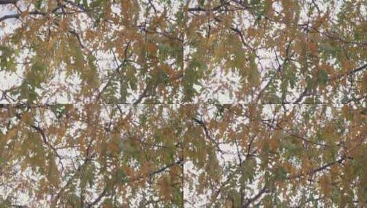 秋天的树叶 (3)高清在线视频素材下载