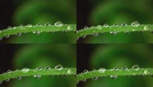 雨滴在绿色树枝上的特写高清在线视频素材下载