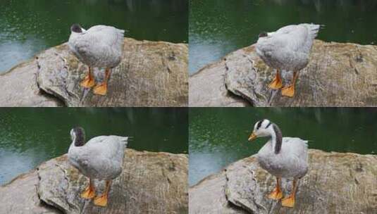 雨天鸭子斑头雁在岸边梳理羽毛高清在线视频素材下载