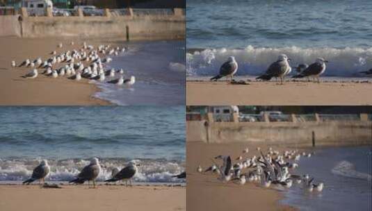 海鸥海鸟合集高清在线视频素材下载