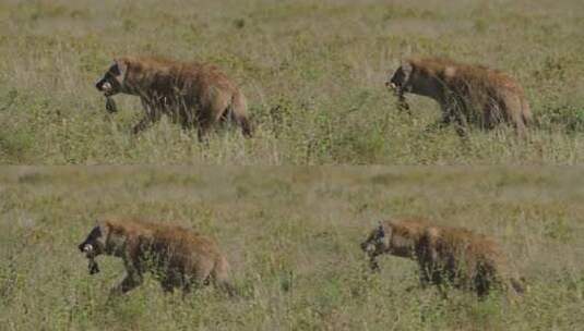 草原上叼着肉行走的鬣狗高清在线视频素材下载