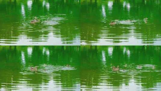 公园里一群鸭子在池塘一起游泳的镜头高清在线视频素材下载