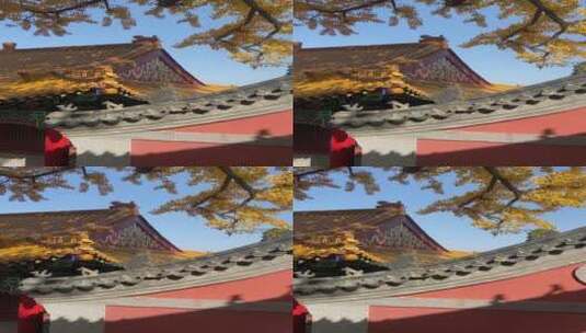 济南淌豆寺千年银杏林高清在线视频素材下载