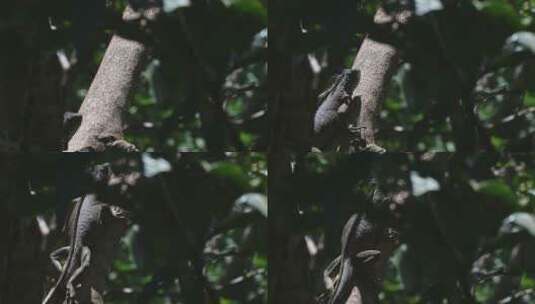 树枝上爬行的蜥蜴高清在线视频素材下载