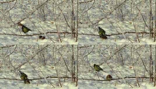 冬天树林丛林雪地上觅食的小鸟高清在线视频素材下载
