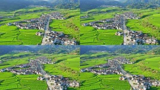 绿色稻田里的村庄高清在线视频素材下载