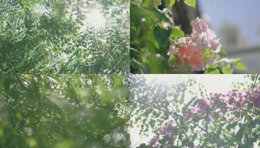 阳光植物花朵清新唯美空镜合集4k视频素材高清在线视频素材下载
