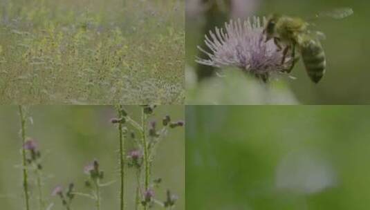 蜜蜂花朵采蜜高清在线视频素材下载