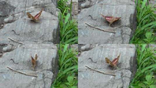 移动镜头落在岩石上的蝴蝶特写高清在线视频素材下载