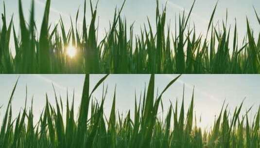 阳光下的麦苗麦子麦地高清在线视频素材下载