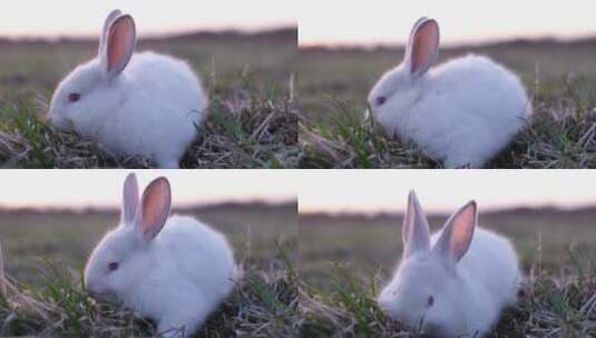 兔年实拍可爱的兔子生肖高清在线视频素材下载