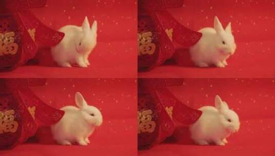 兔年春节可爱的兔子高清在线视频素材下载