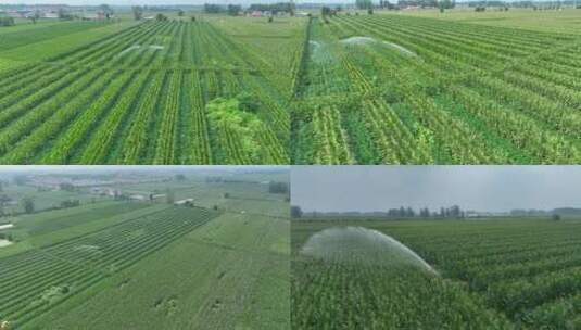 喷灌现代化种植高标准农田滴灌玉米抗旱灌溉高清在线视频素材下载