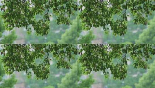 春天下雨樟树树叶雨滴升格视频高清在线视频素材下载