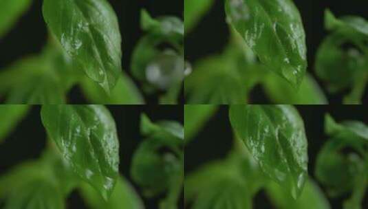 水滴在绿叶菜上的特写高清在线视频素材下载