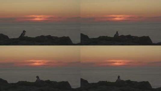 长焦拍摄日暮下的大西洋海雀高清在线视频素材下载