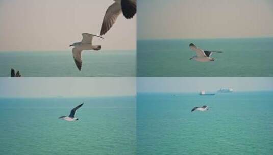 大海和天空中飞翔的海鸥高清在线视频素材下载