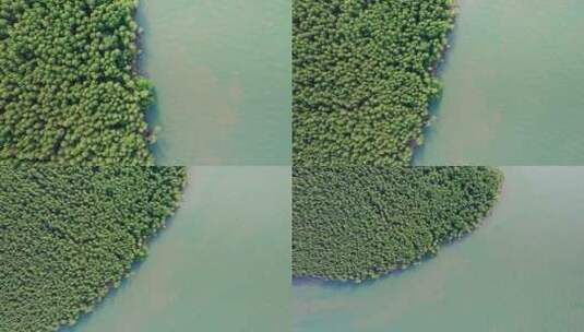 4k森林资源防风固沙水松林航道航拍高清在线视频素材下载