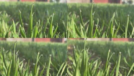 春天绿色麦苗上的水珠高清在线视频素材下载