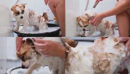 宠物狗洗澡美容高清在线视频素材下载