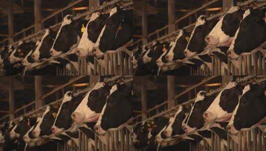 奶牛 小奶牛 奶牛场 奶牛养殖 (81)高清在线视频素材下载