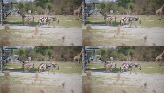 动物斑马走路高清在线视频素材下载