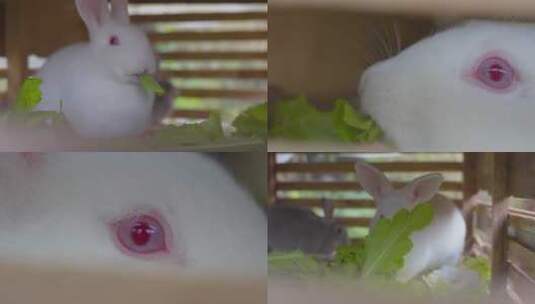 养殖小白兔吃东西高清在线视频素材下载