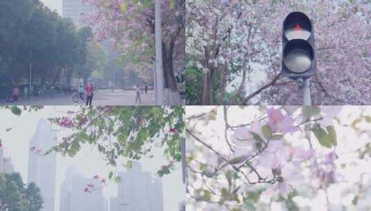 广州春天街道，阳光下的宫粉紫荆4k视频高清在线视频素材下载