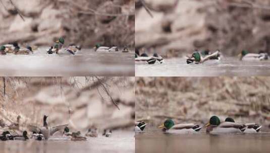 成群野鸭鸳鸯河水中戏水觅食慢镜头高清在线视频素材下载