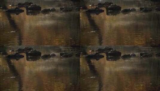 杭州九溪秋天早晨金黄枫树林水面上雾气飘动高清在线视频素材下载