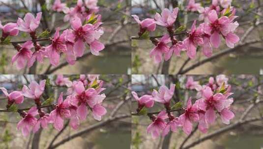 春天盛开的花朵高清在线视频素材下载