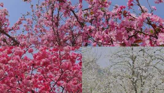 春暖花开唯美花朵花卉春游赏花高清在线视频素材下载