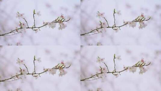 春天樱花花季高清在线视频素材下载