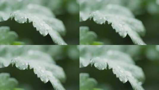 雨水滴在树叶上4K实拍 (2)高清在线视频素材下载