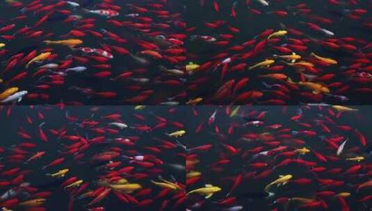 清澈的池塘里五颜六色的锦鲤游动高清在线视频素材下载