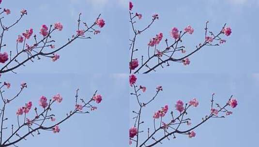 春天盛开的樱花实拍视频高清在线视频素材下载
