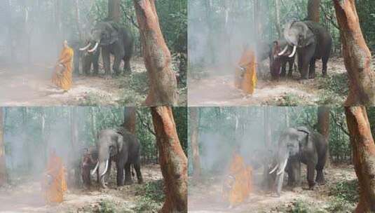 一群人牵着大象走在森林中高清在线视频素材下载